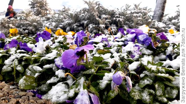 Ну, чтобы ничем не испугаешь..., растут и цветут круглогодично...