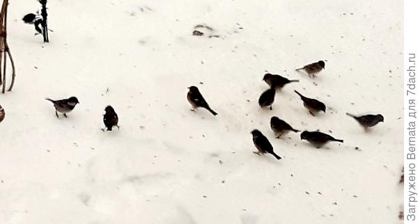 Зябликов и воробьёв приходится кормить внизу, они предпочитают питаться снизу...