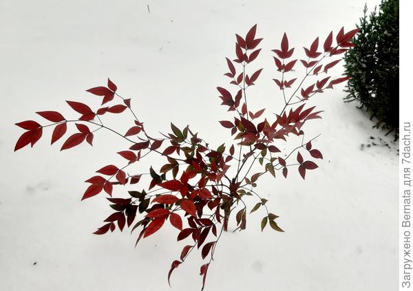 Все-таки, нандина на фоне снега - это нечто!