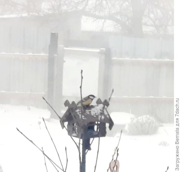 Метель,  но синичка крепко держится, кормушка пустая,  все выдувает ветром, насыпала им в другом месте, но по привычке заглядывают и сюда:)