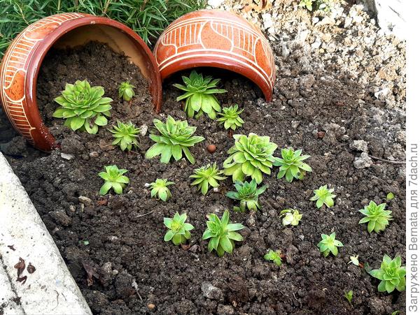 Сажаю молодило, устанавливая горшки и выкладывая растения в определённом порядке... Муж внимательно наблюдает.   Потом.., задумчиво так....&quot;А говоришь, что секретики в детстве не делала&quot;:)) Слов нет:)))