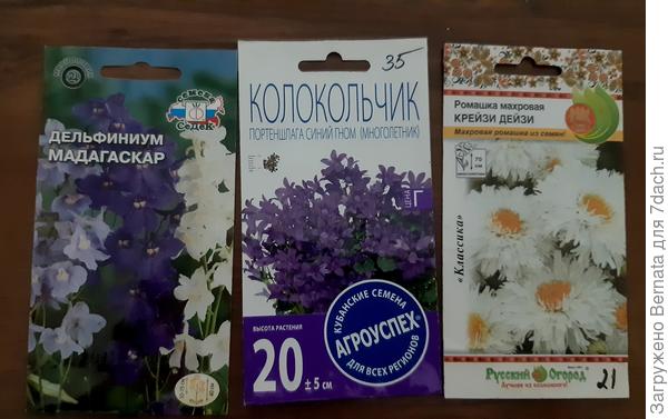 Это я уже сажала.., остались в старом доме... Почему бы не повторить?:)