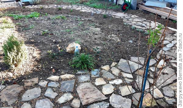 Посею мшанку между камней на дорожке..., здесь тень, а камни будут удерживать влагу... Надеюсь.