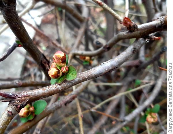 Хеномелес (японская айва) уже выпустил бутоны...