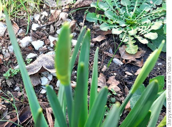 Наметились бутоны на ранних нарциссах...