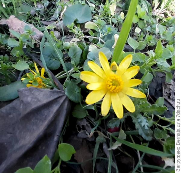 Раскрыл свои глазки чистяк:))