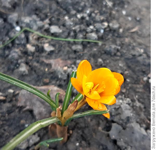 Семидачью- от меня:))