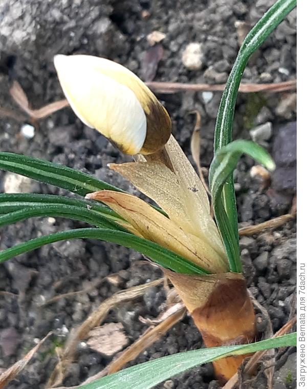 И крокусы:)))