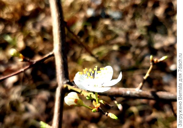 Пока одиночные:)