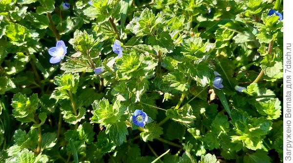 И кругом полянки с вероничкой:))