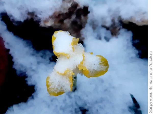 Ириска в сахарной глазури