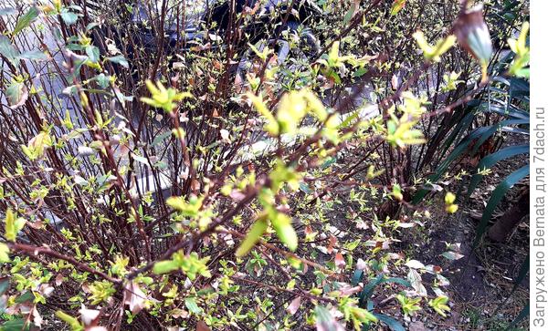 А уже листья на кустах полезли...