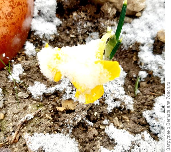 Ирис совсем поник. .