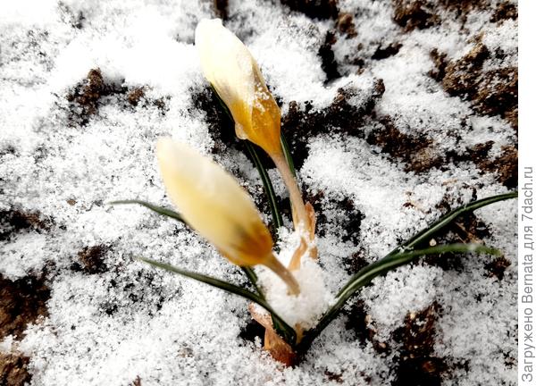 Крокусы защищены можжевельником,  но лучше бы их снегом поисыпало...