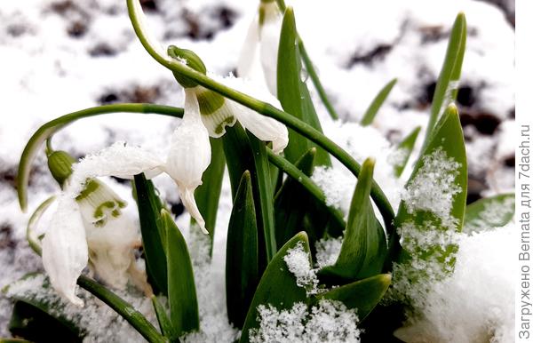 И подснежники опустились.