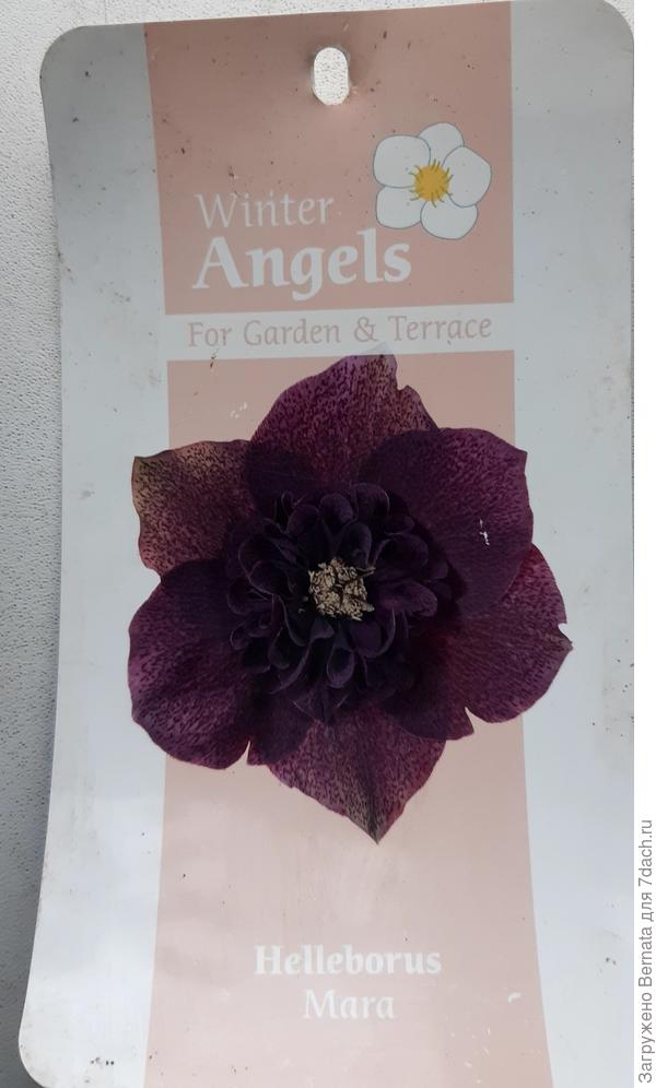 По факту цвет более шоколадный