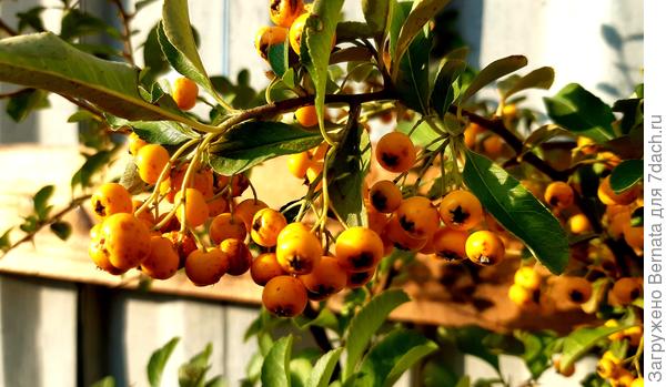 Плоды такие...