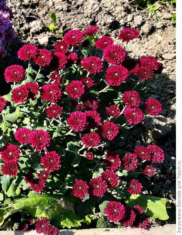 Сорт не знаю, но очень похожа с Пуговкой...