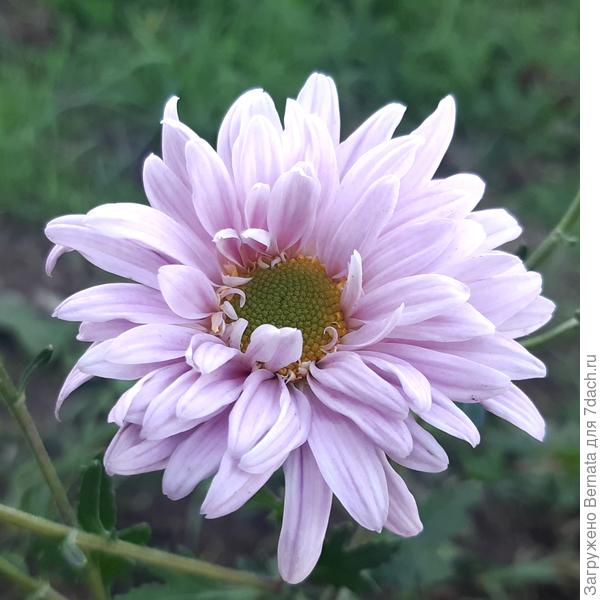 Одна из любимых... Хоть и сиреневая, скорее..., но ближе к розовому:)))