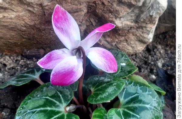 До похолодания...