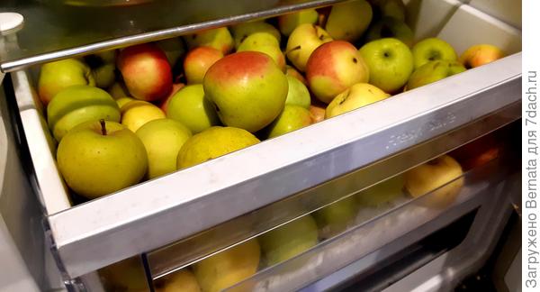 Уже в декабре,  делала фотку сестре, &quot;жаловалась&quot; на маму, что у меня забит холодильник яблоками, негде хранить другие фрукты и  овощи :))