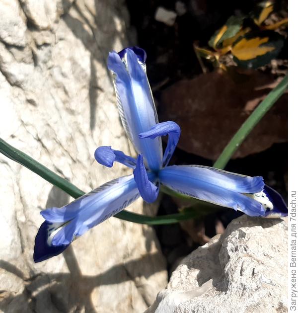 Голубой с синими кончиками на лепестках:))