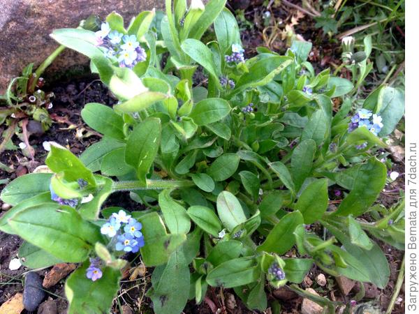 У цветов жёлтая серединка...