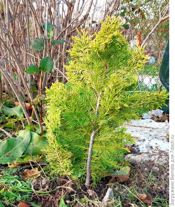 Ивонне Голд