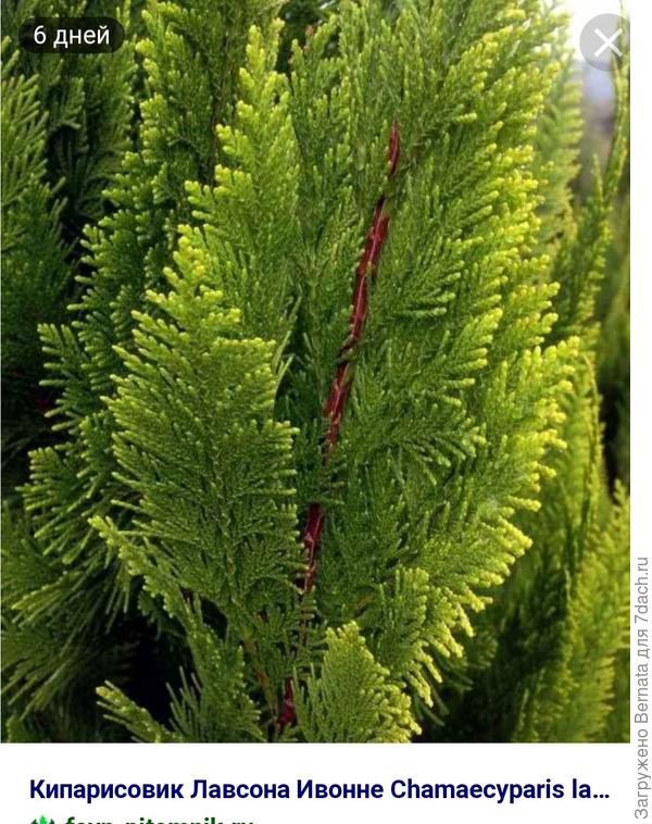 Из интернета