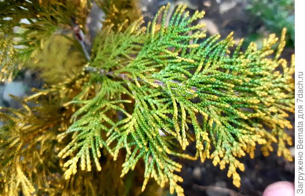 " изнаночная" часть