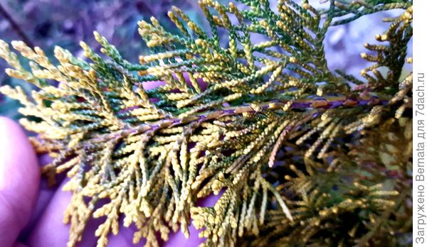 " лицевая" часть