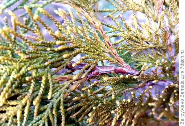 Древесная часть