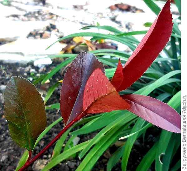 Фотиния. Красавица, но для зимних ветров молодые  листики слишком нежные... Нандина более стойкая