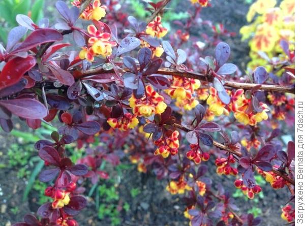 Барбарис Т. Кармен... И цветы, и листья выглядят шикарно...