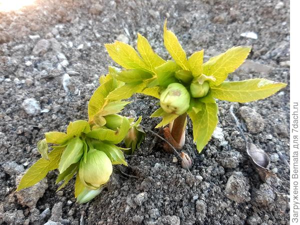 Еще один морозник припозднился и только вылез...