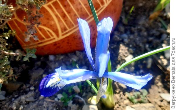 Иридодиктиум голубеет...