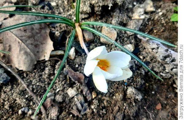 Беленький...