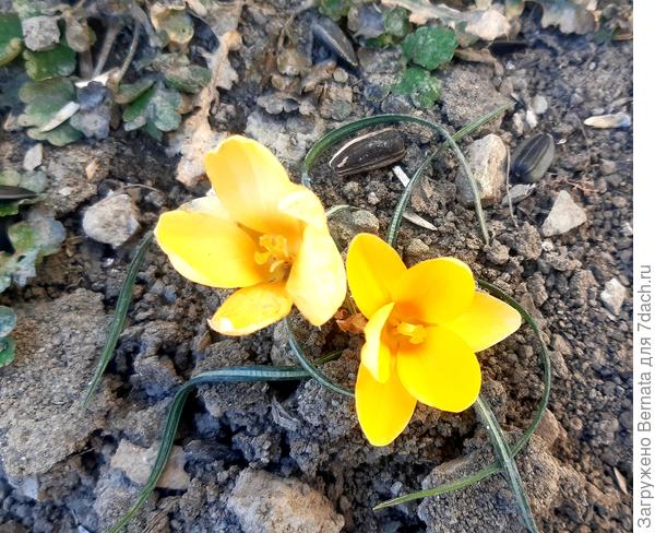 Солнечные крокусы...
