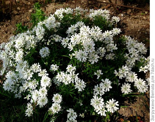 Высокорослый (до 40 см) сорт Файр Айс (Fire Ise)