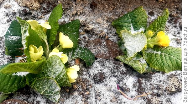 Примулки расплющило и приморозило...