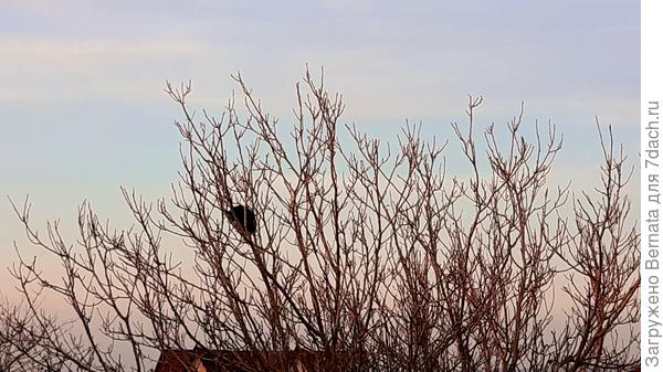 Вчера вечером фоткала кота на дереве, гор не видно из-за "бороды" - предвестника ветра...