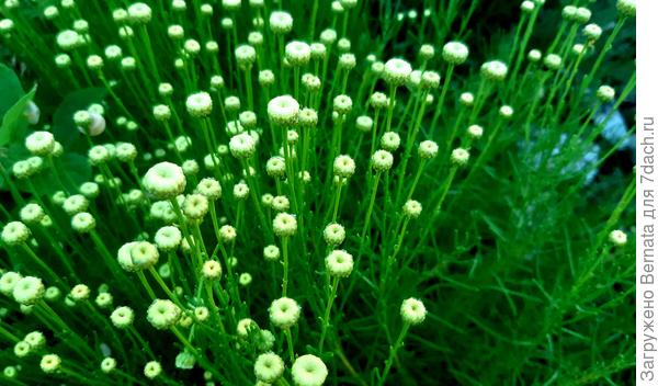 Как зеленое облако, усеянное белыми пуговками