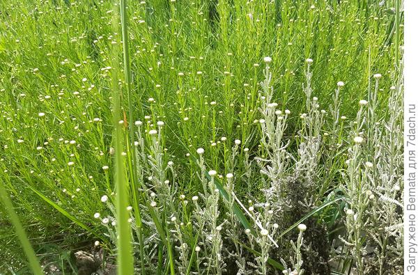 На заднем плане заросли перистой сантолины