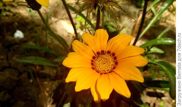 Ну, вот, допустим... Обычная... И даже по фотке видно, что растет почти в полной тени...