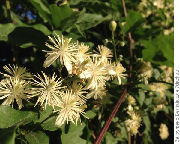 У нас такой. Клематис виноградолистный.