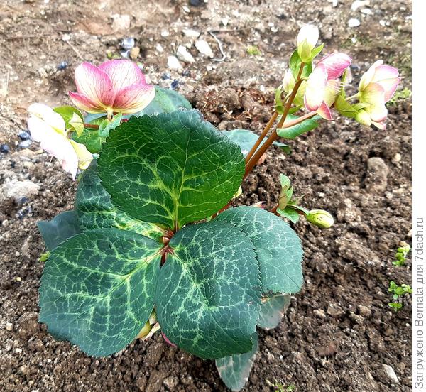 И листья - и величина, и узор- сами по себе украшение...