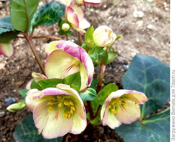 Тоже, крупные очень цветы, как и у "Анны"