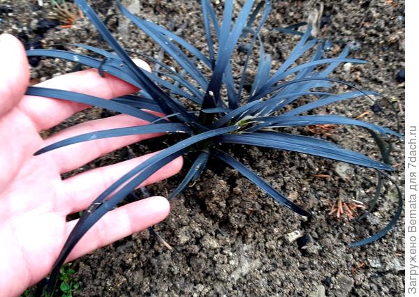 Если сравнивать с рукой.., но листья молодые, будут чуть длиннее...