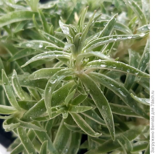 Высота около 5 см