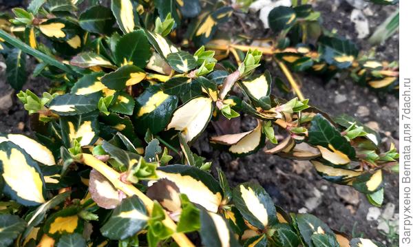 Молодые листочки на бересклете